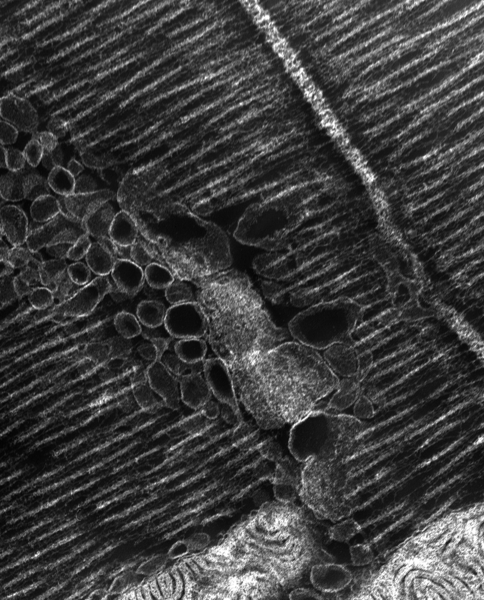 Damselfly (T-tubule) - CIL:37363