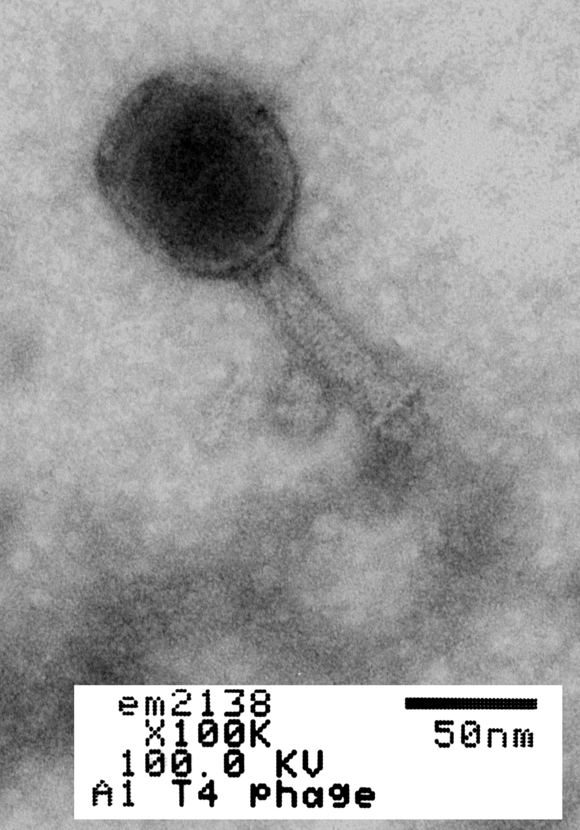 Enterobacteria phage T4 (Phage tail fibers) - CIL:41125