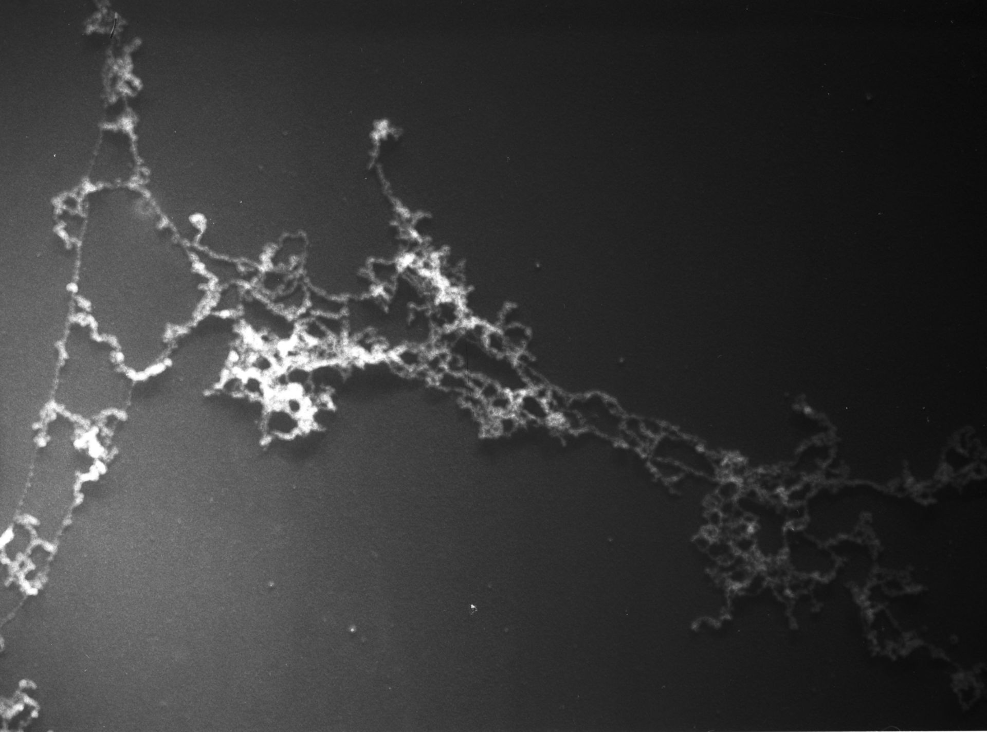 Gallus gallus (Nuclear chromatin) - CIL:10430