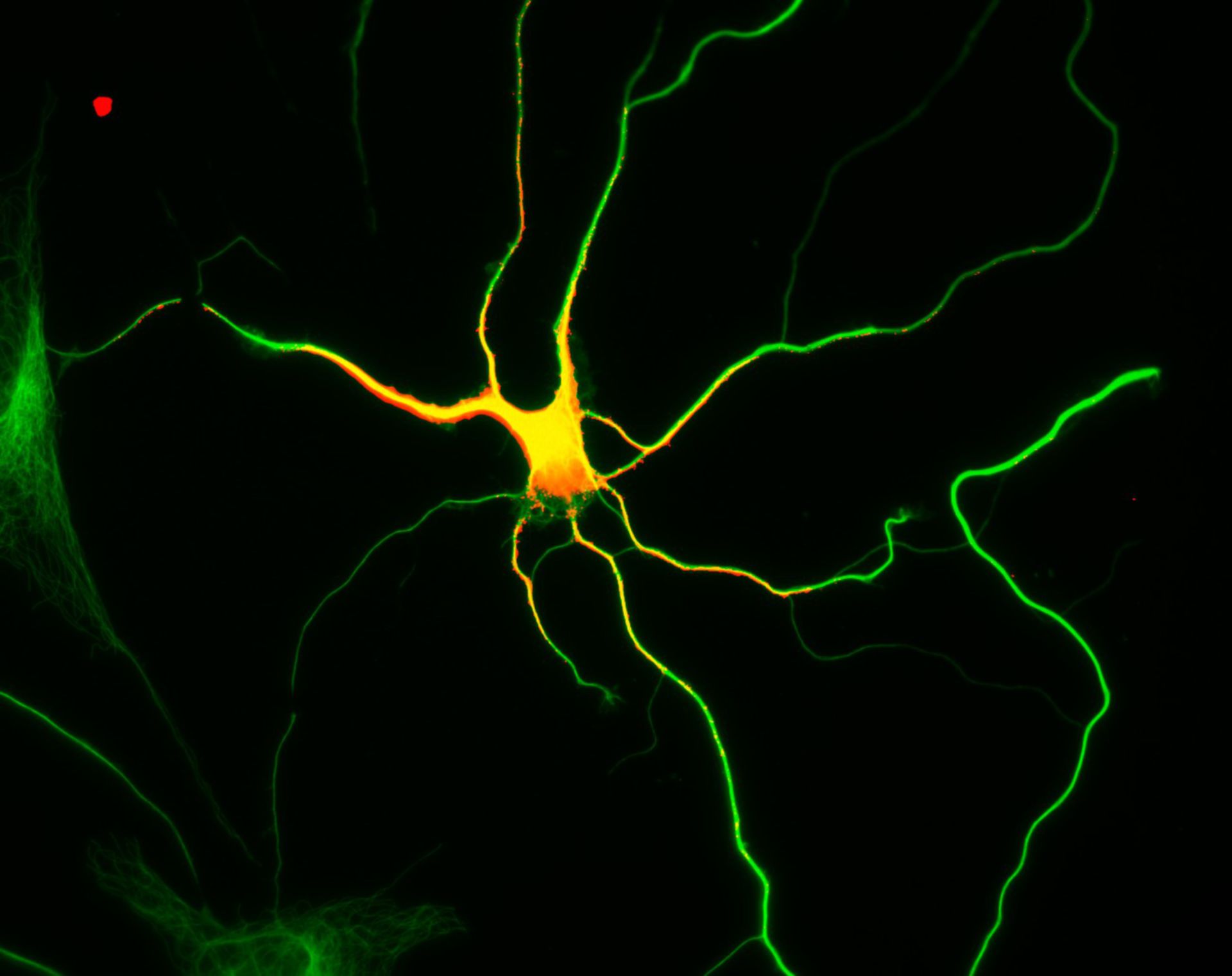 Rattus (Dendrite) - CIL:8266