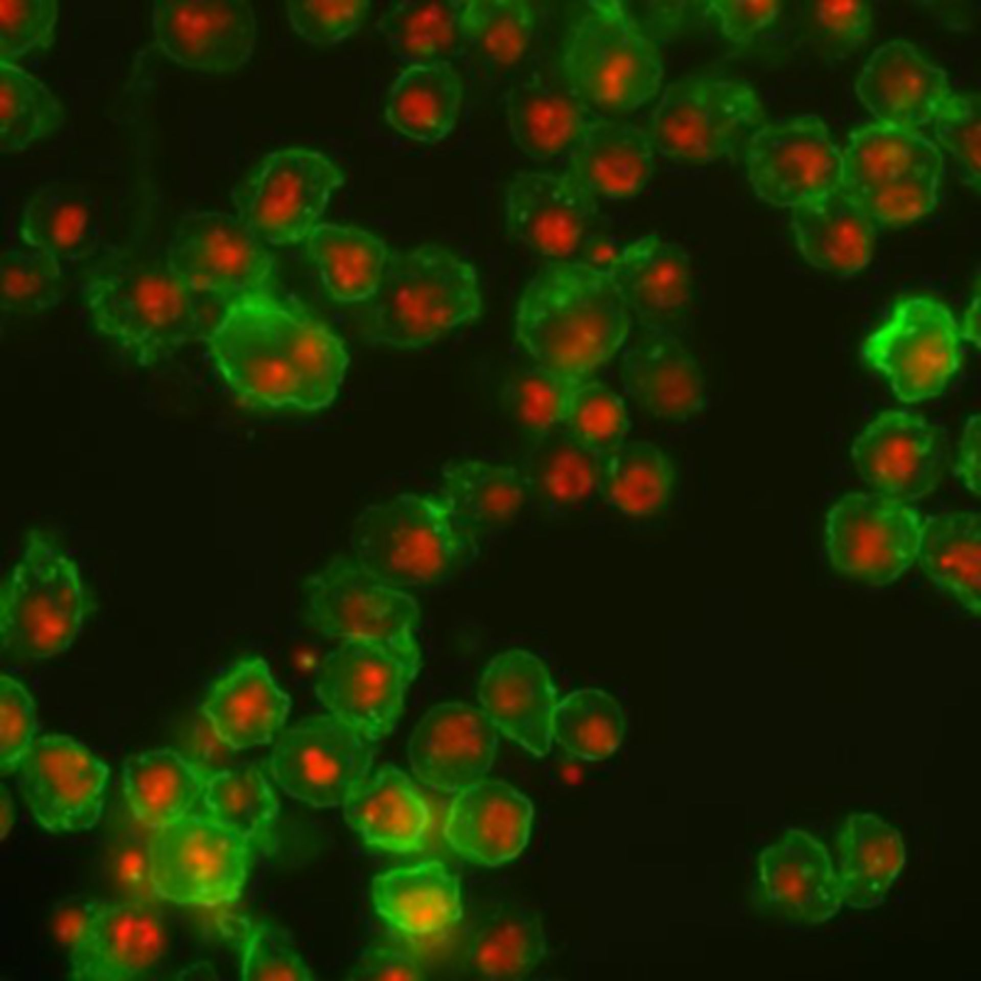 Drosophila melanogaster (Actin filament) - CIL:32144