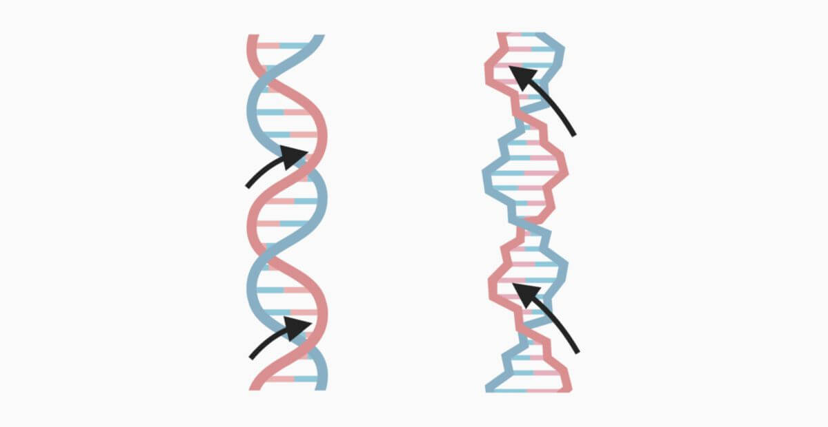 Gängigkeiten der DNA-Doppelhelix
