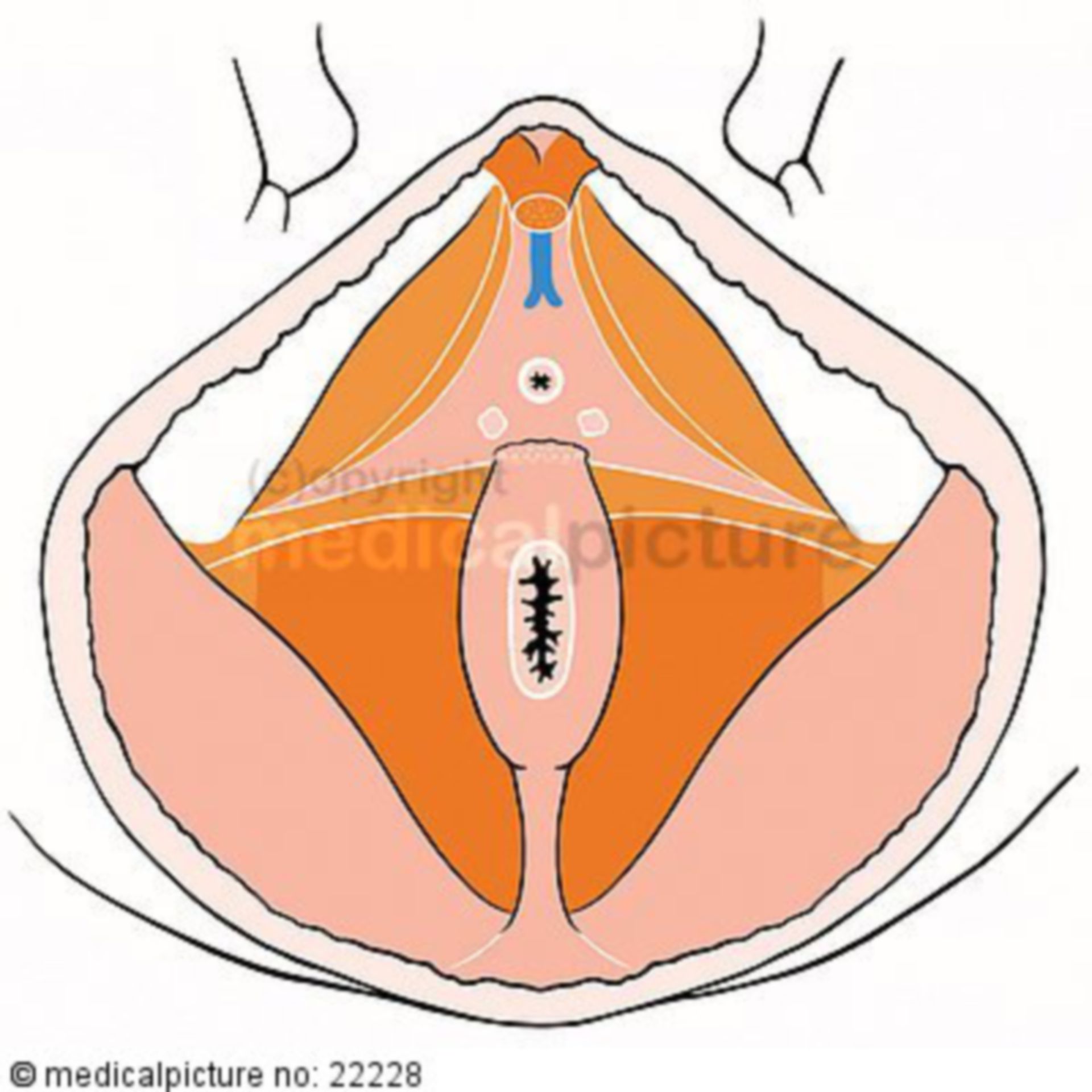 Male pelvic floor muscles 4