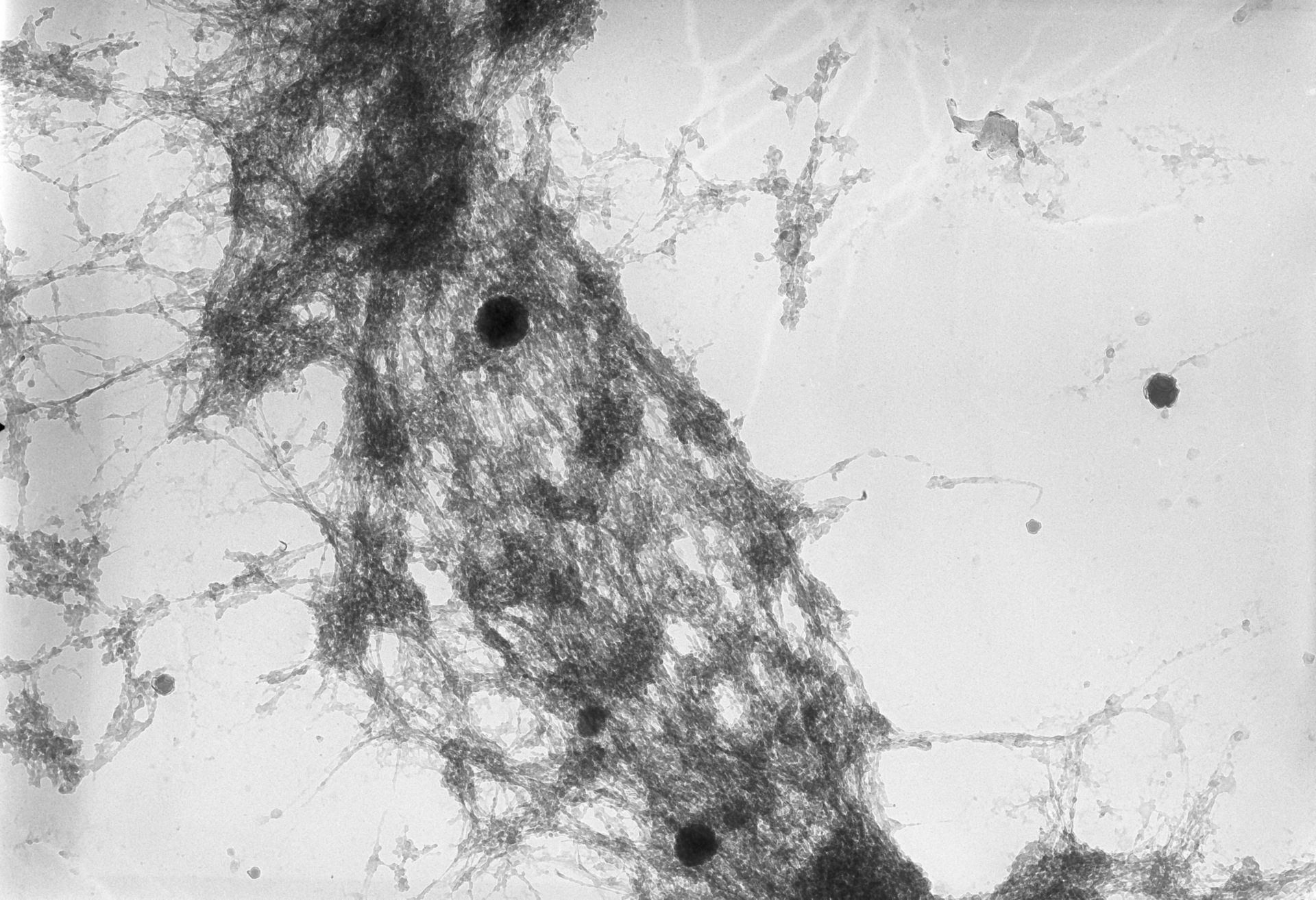 Drosophila melanogaster (Nuclear chromatin) - CIL:25515