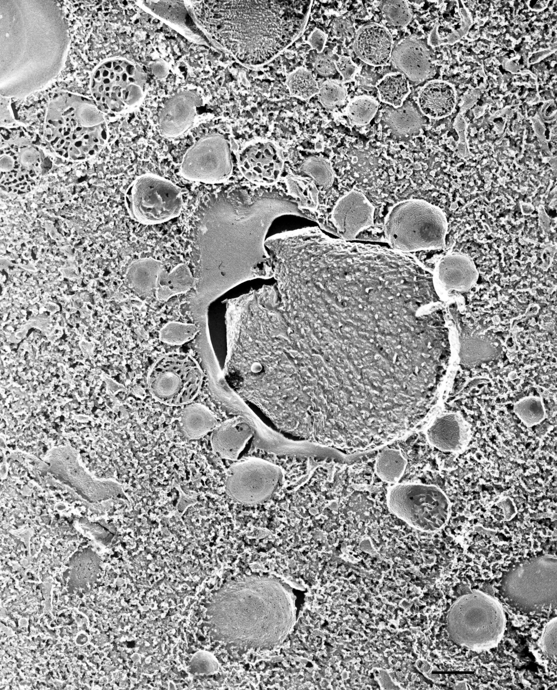 Paramecium multimicronucleatum (Trichocyst) - CIL:36718