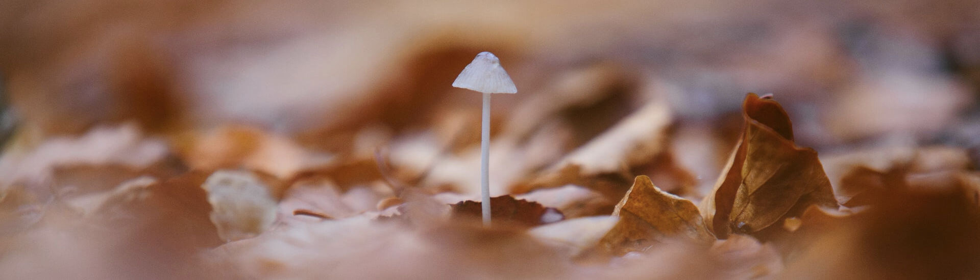 Primäre Hyperoxalurie Erstes Medikament DocCheck