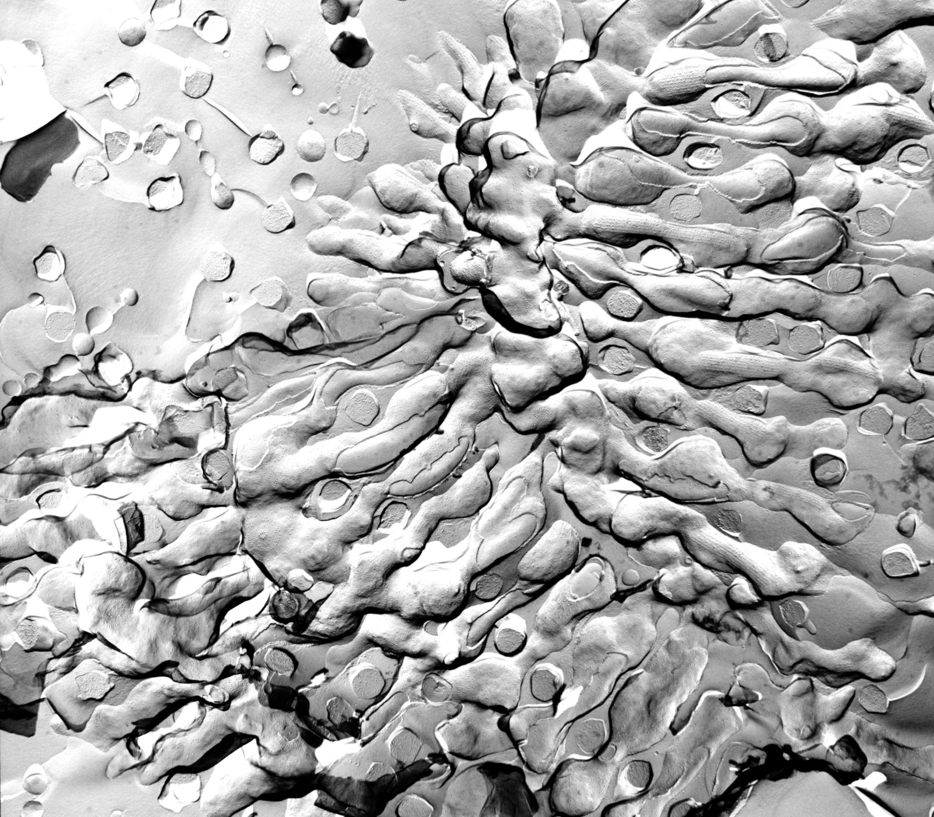 Paramecium multimicronucleatum (Trichocyst) - CIL:39313