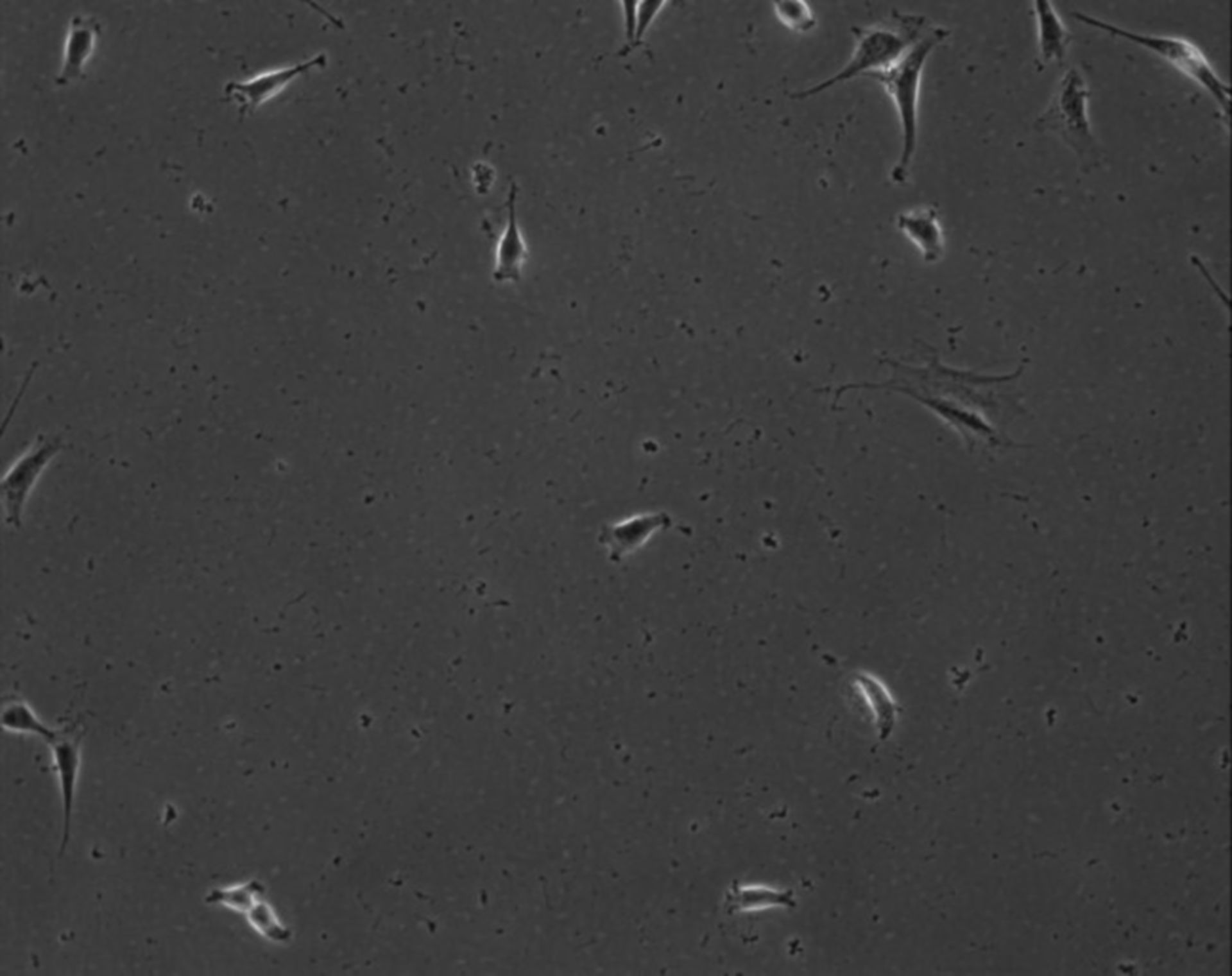 Mus musculus (Extracellular matrix part) - CIL:8905