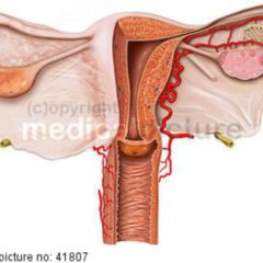 ligamentum teres uteri