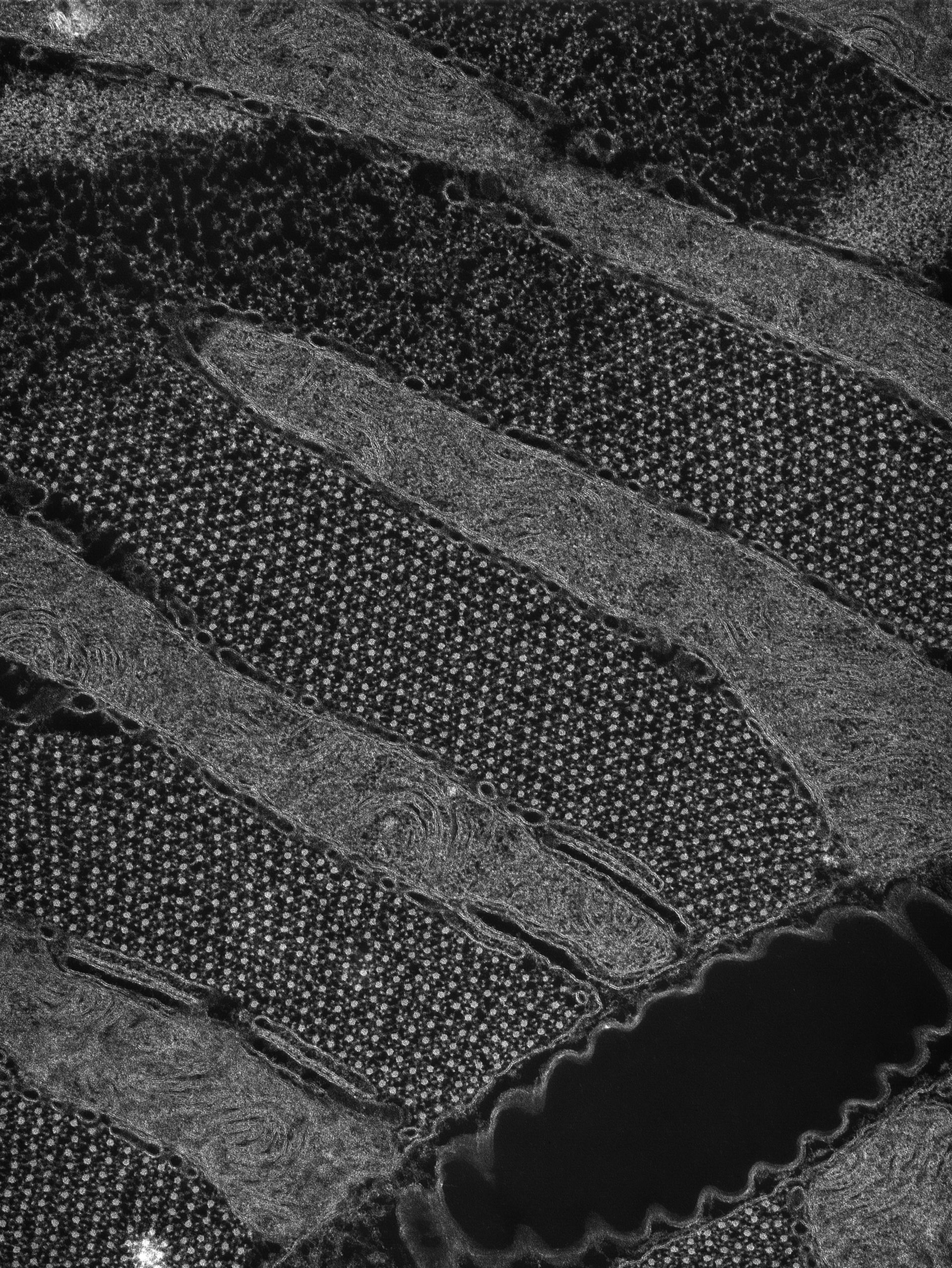 Damselfly (T-tubule) - CIL:36109