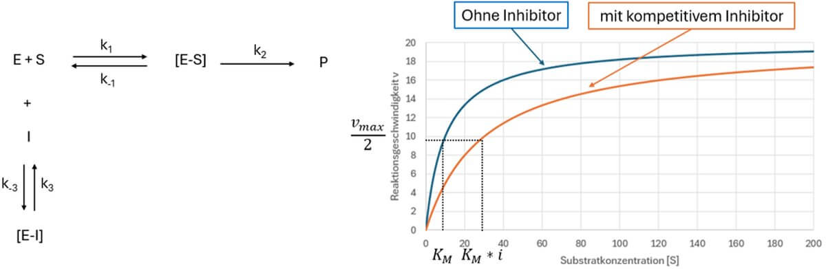 kompetitive Hemmung