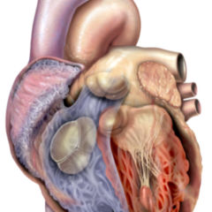 Herzseptum Doccheck Flexikon