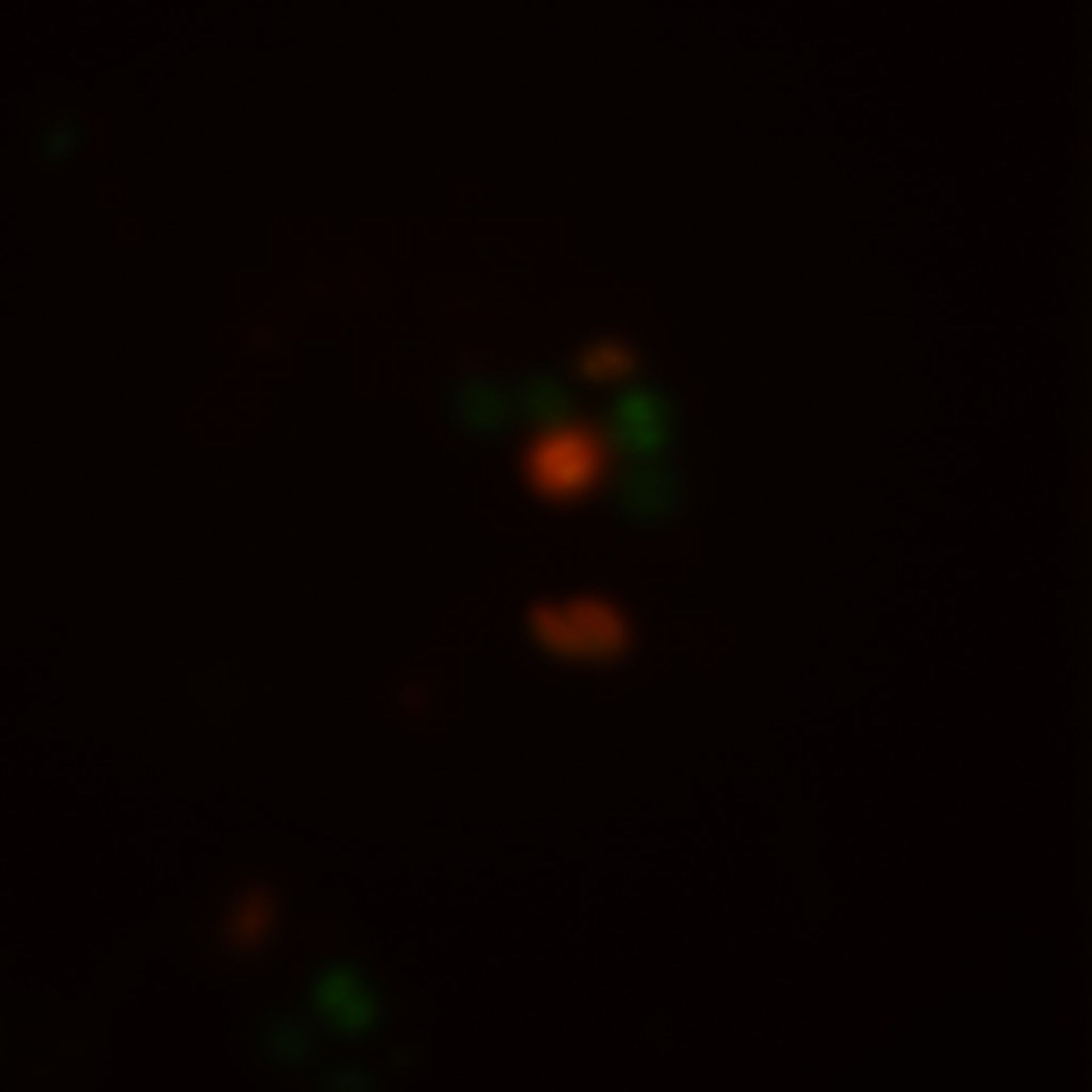 Toxoplasma gondii RH (Inner membrane complex) - CIL:10545