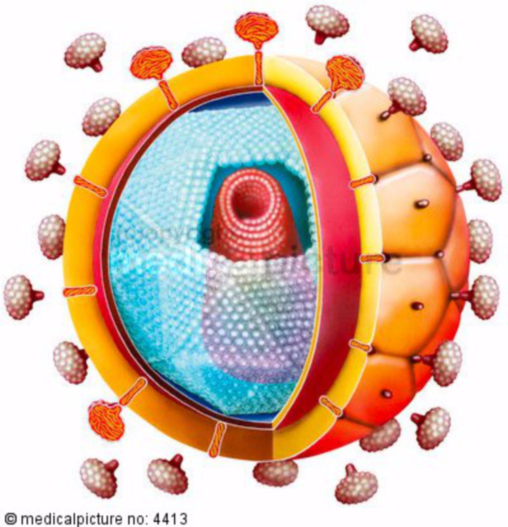 HIV, Humas Immundefizienz Virus