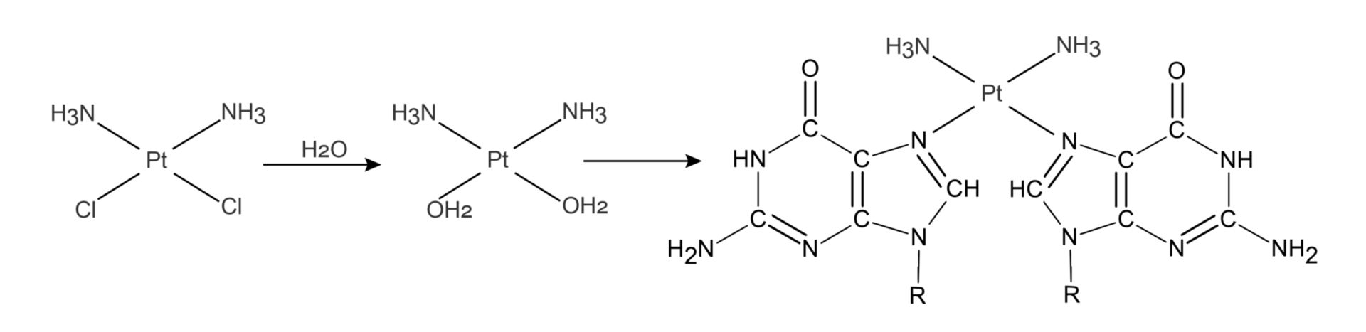 Reaktion von Cisplatin mit Purinbasen