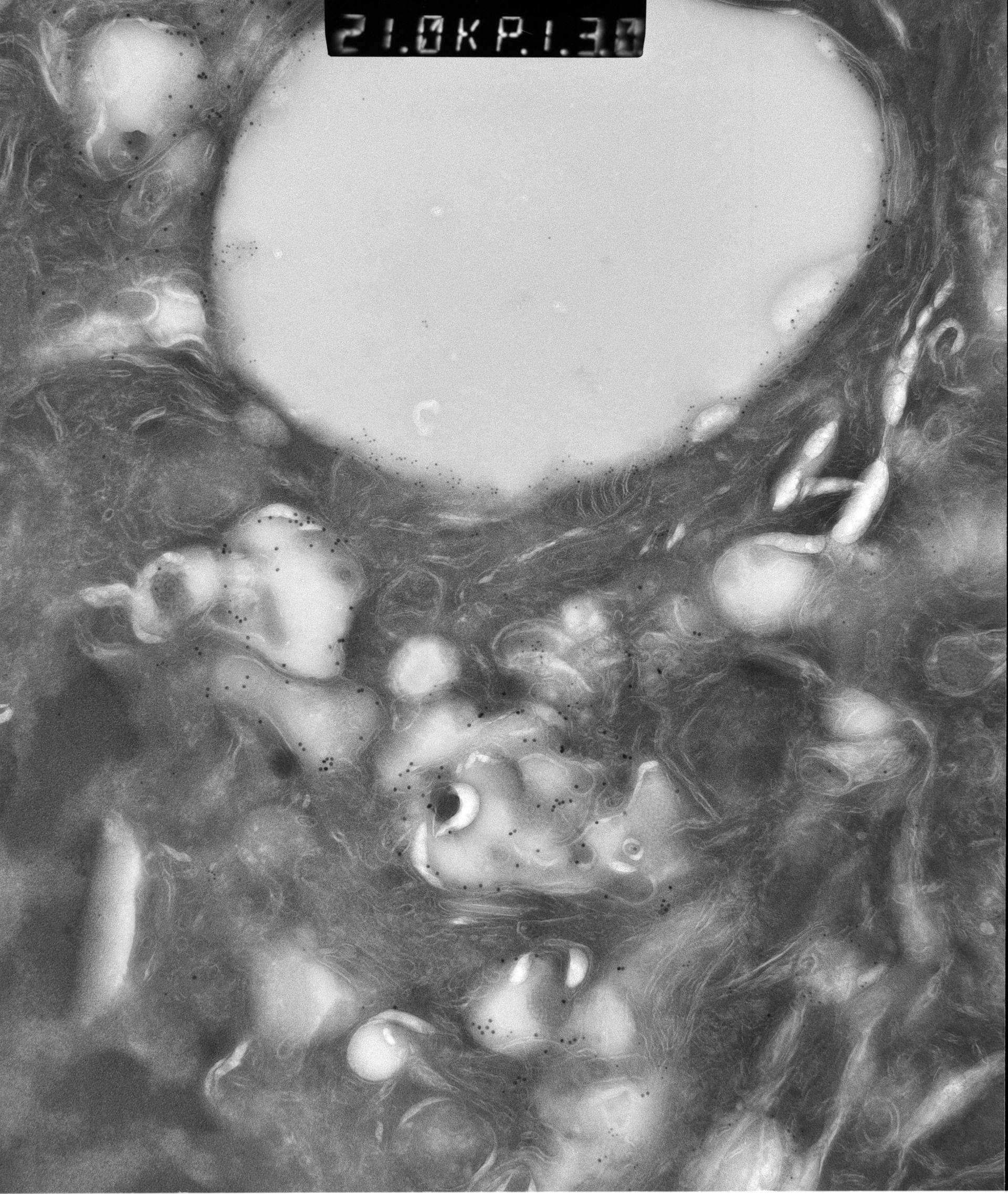 Rattus rattus (Mitochondrion) - CIL:12908