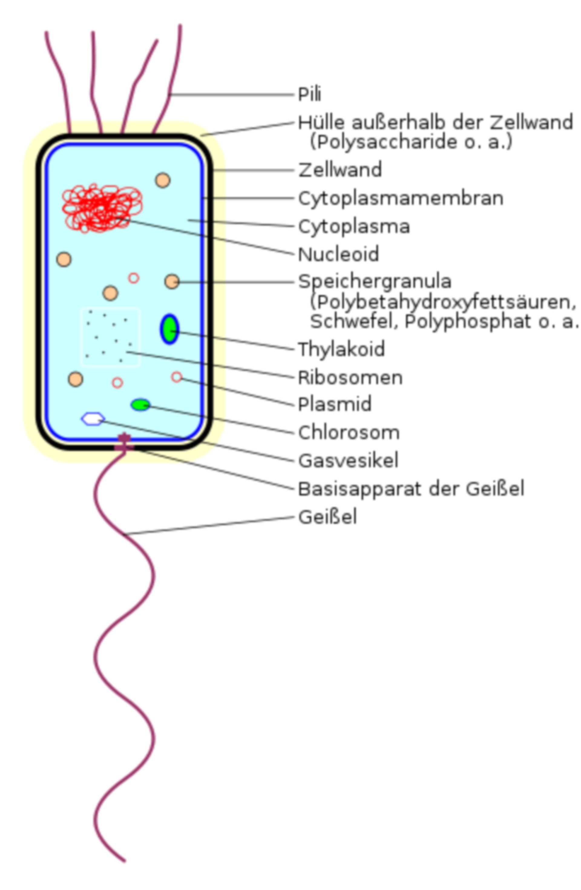 Schema eines Bakteriums