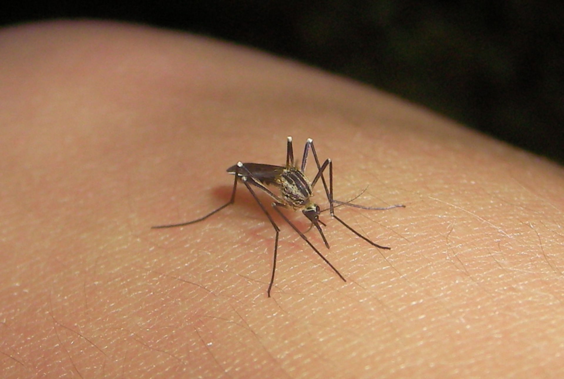Stechmücke (Aedes sp.)