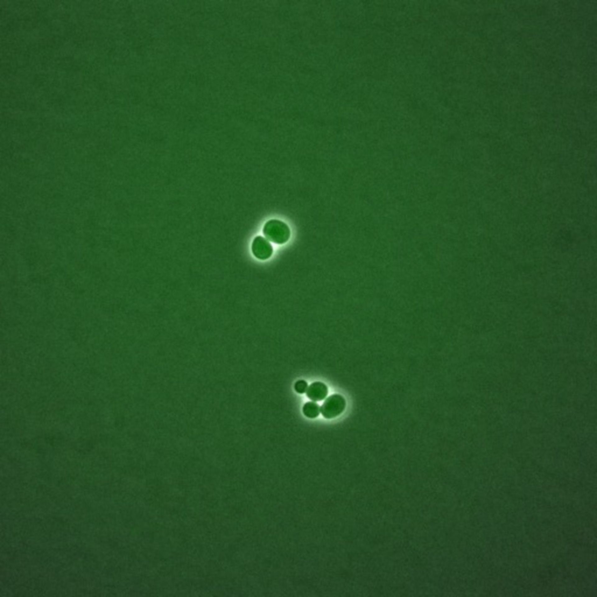 Saccharomyces cerevisiae (BUB2 protein) - CIL:35728