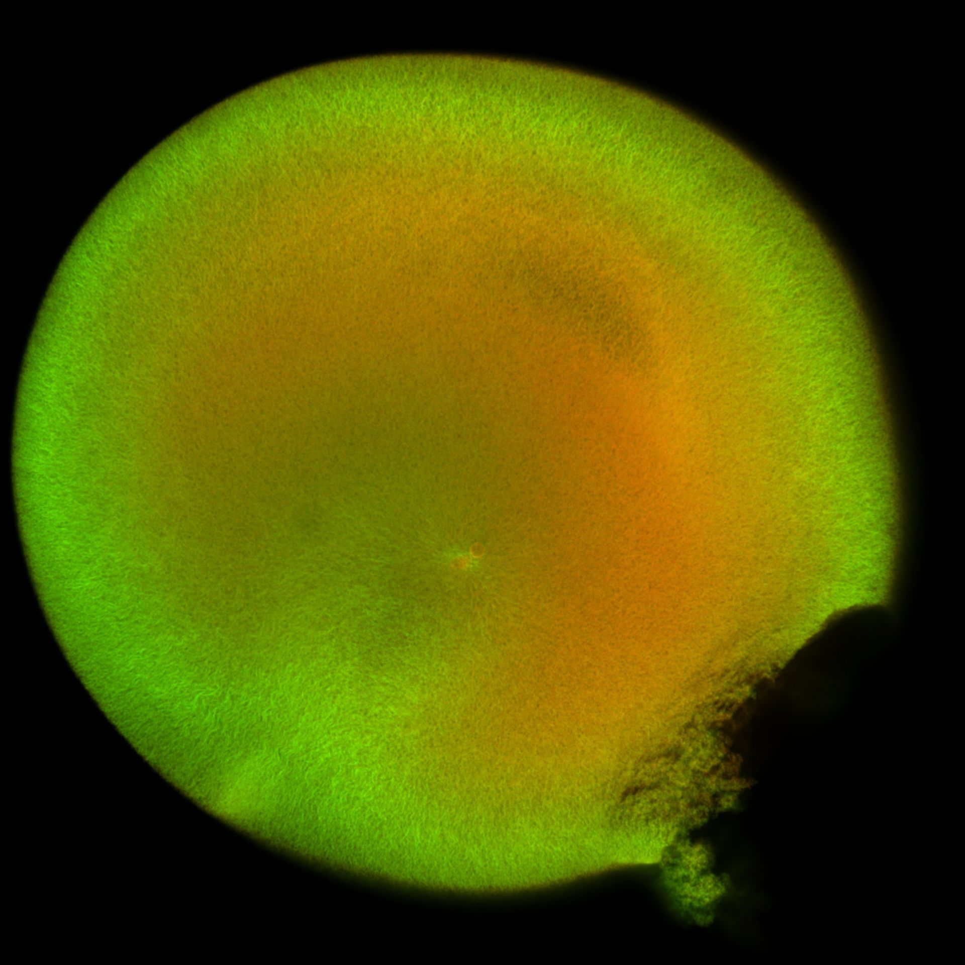 Xenopus laevis (DNA) - CIL:36500