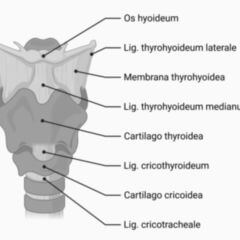 Cartilago cricoidea DocCheck Flexikon