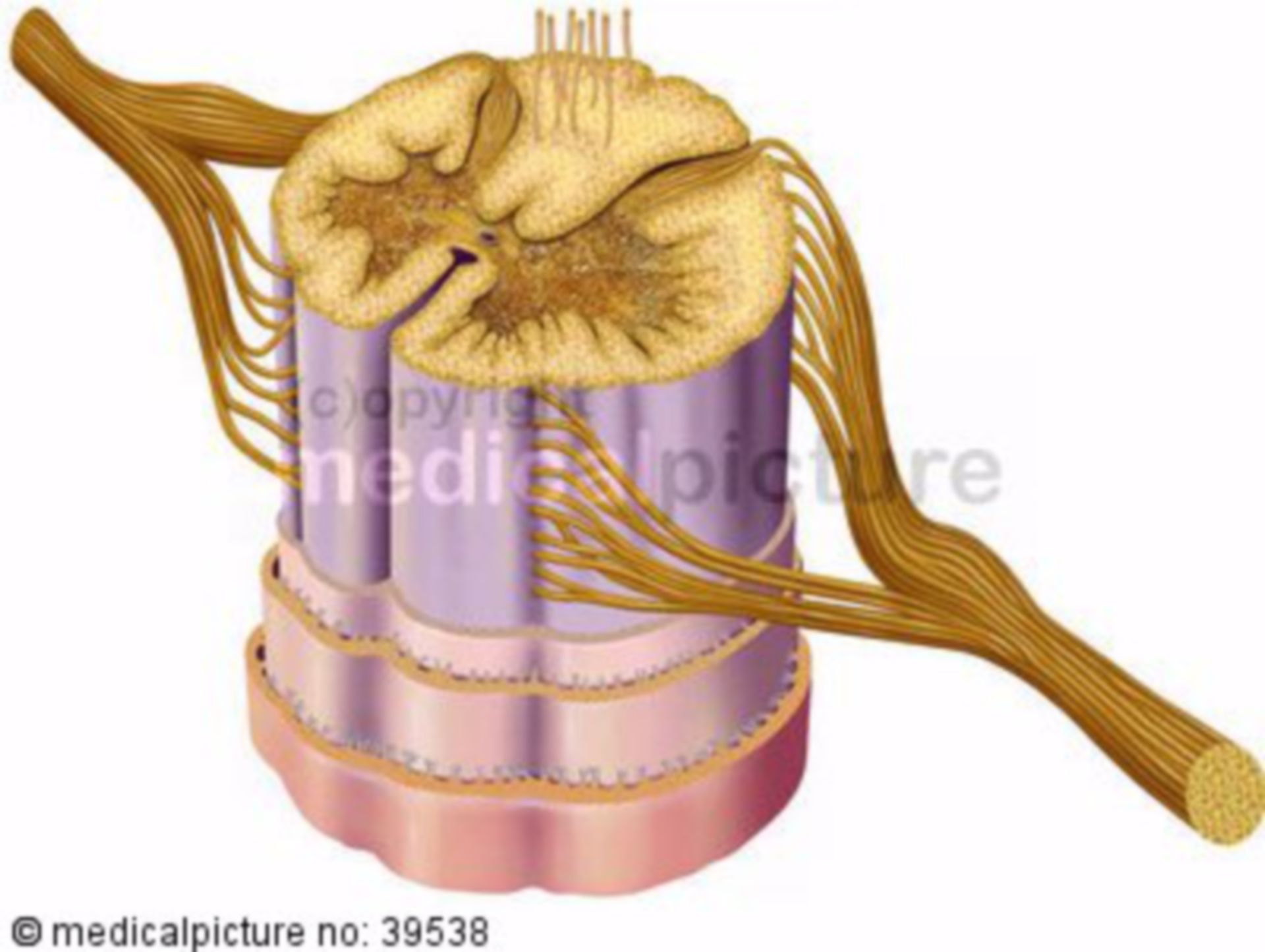 Spinal cord, Medulla spinalis