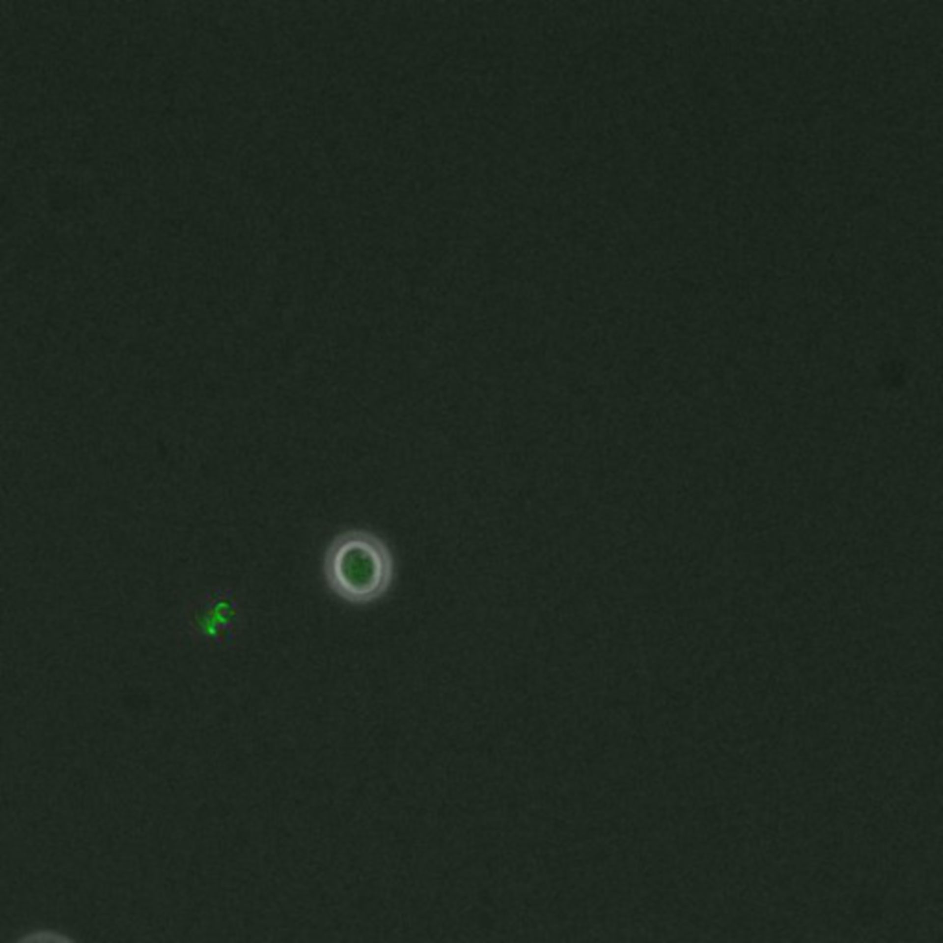 Saccharomyces cerevisiae (DNA replication preinitiation complex) - CIL:35674