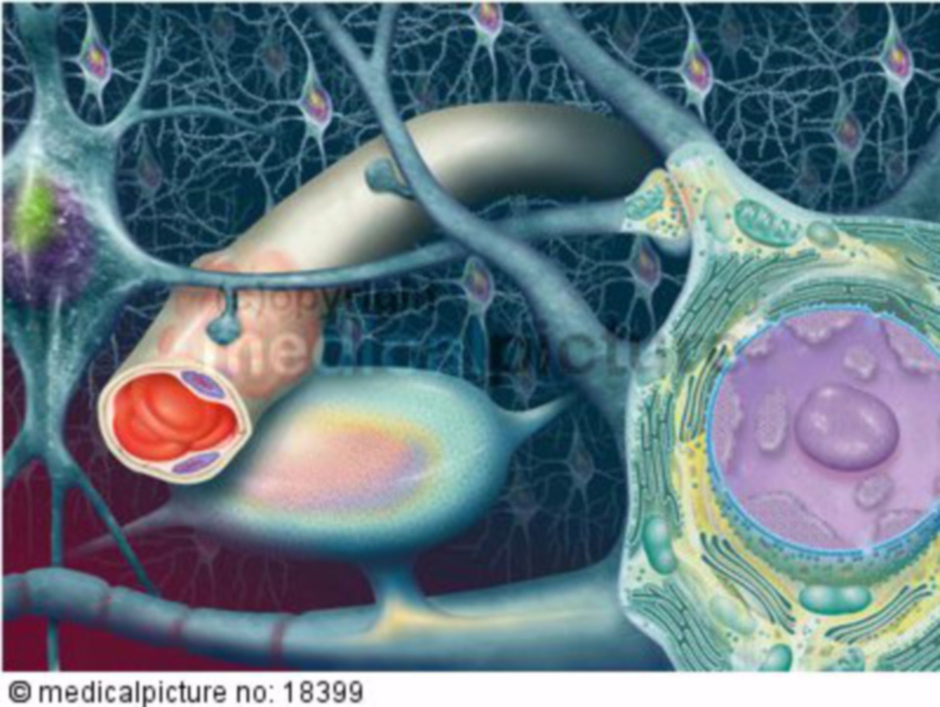  Nervenzellen und Blutgefäss des Gehirns, Neurons and vessels of the brain 
