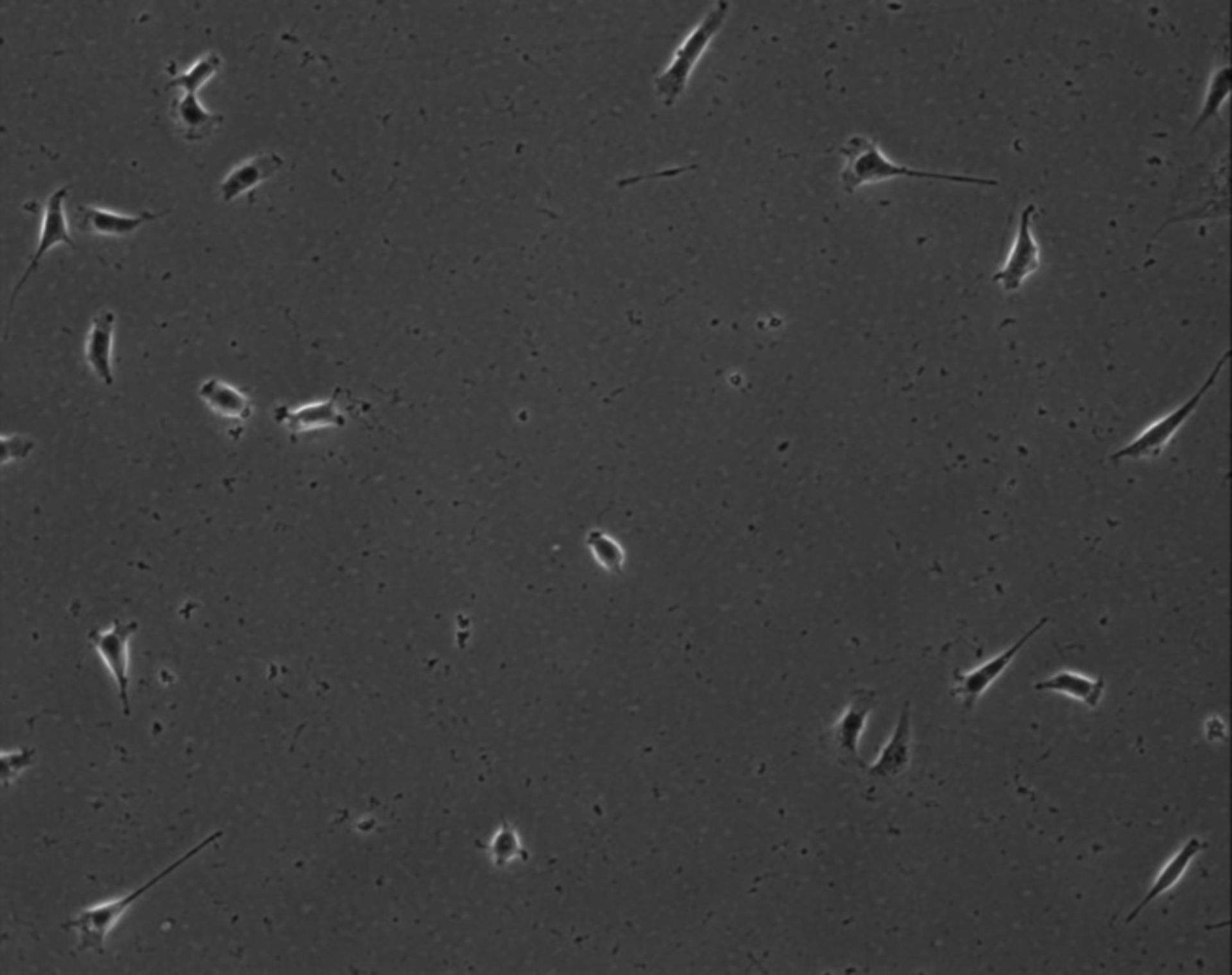 Mus musculus (Extracellular matrix part) - CIL:8863