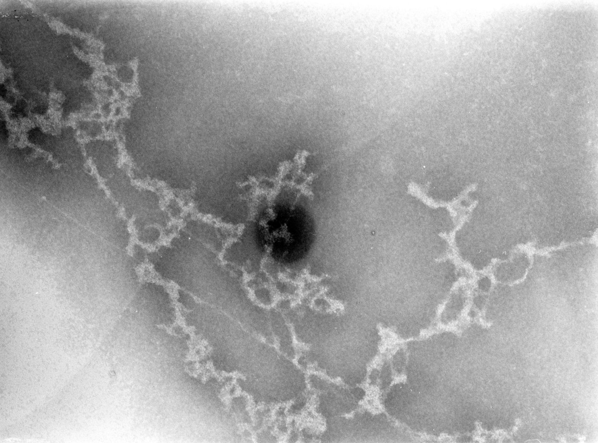 Gallus gallus (Nuclear chromatin) - CIL:7501