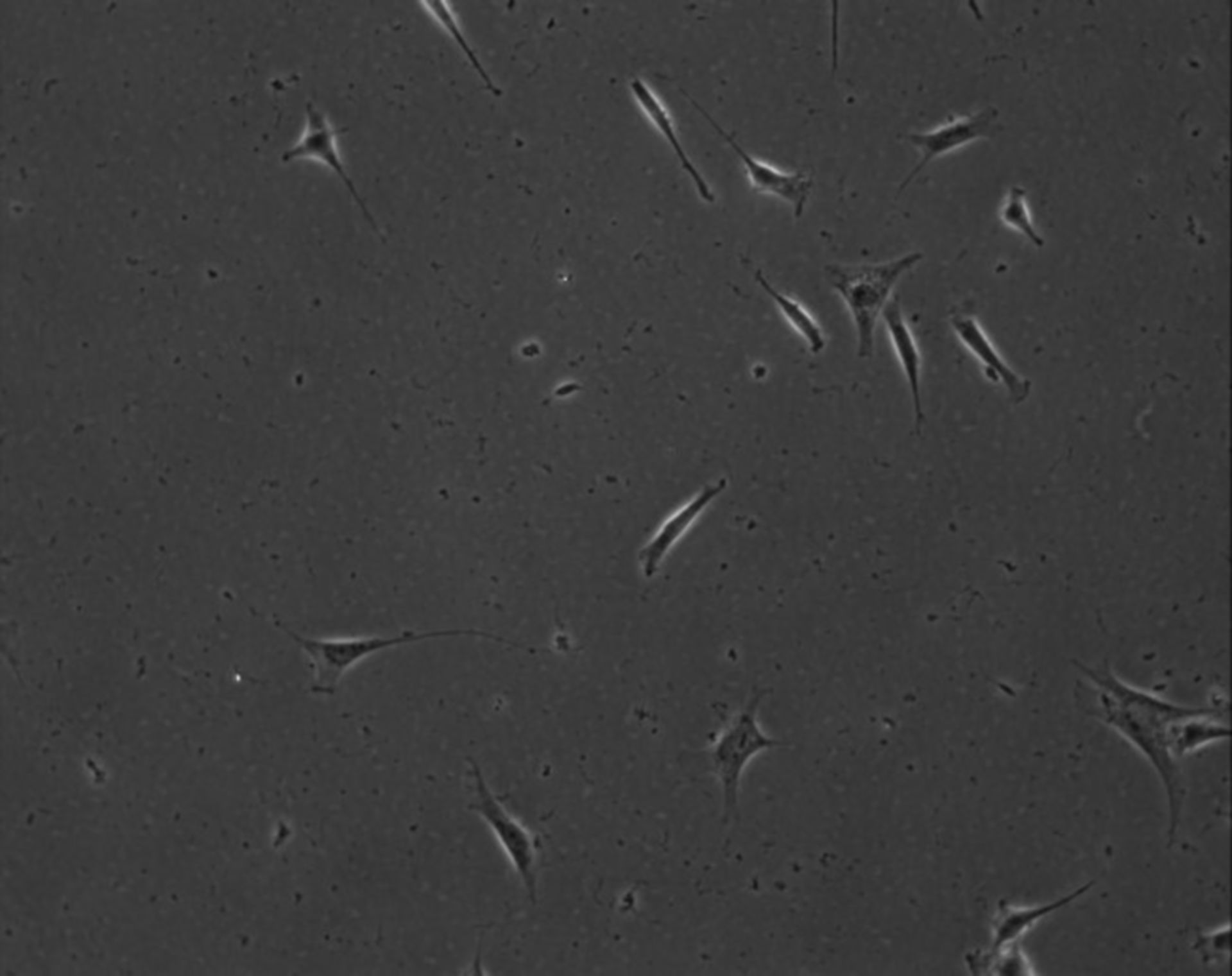 Mus musculus (Extracellular matrix part) - CIL:8848