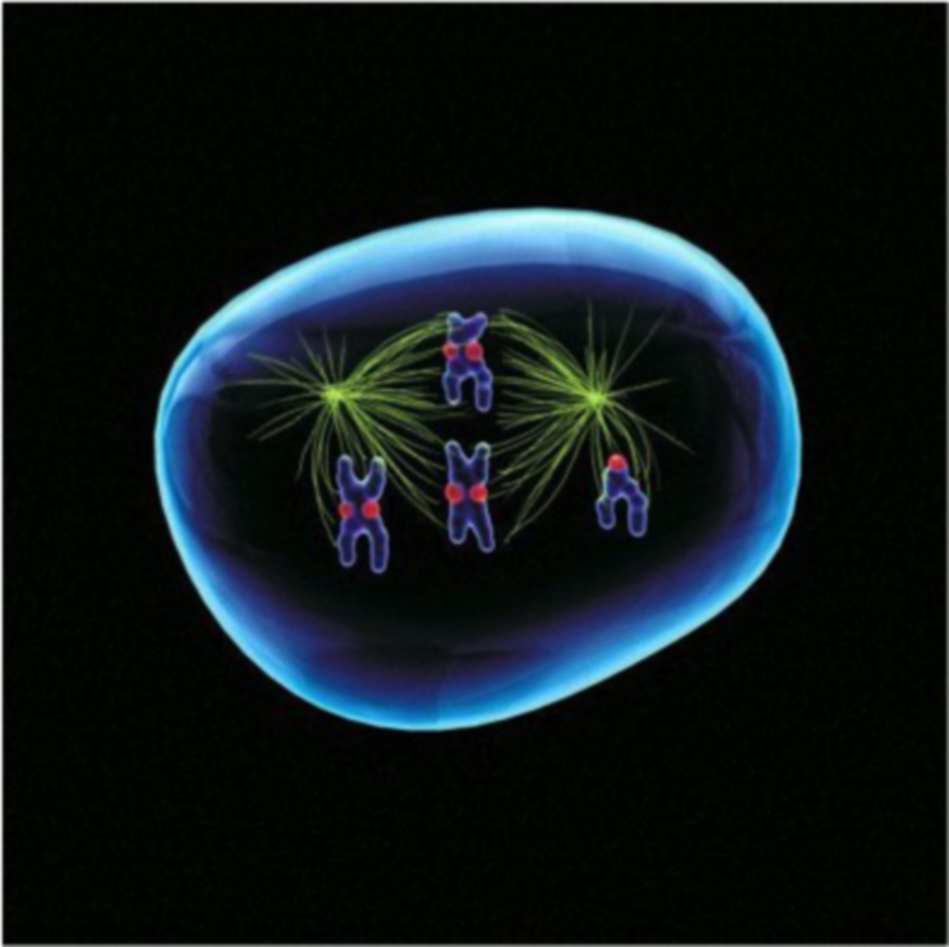Illustration einer Zelle in der Prometaphase