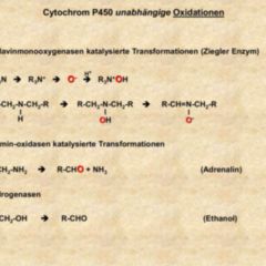 Biotransformation DocCheck