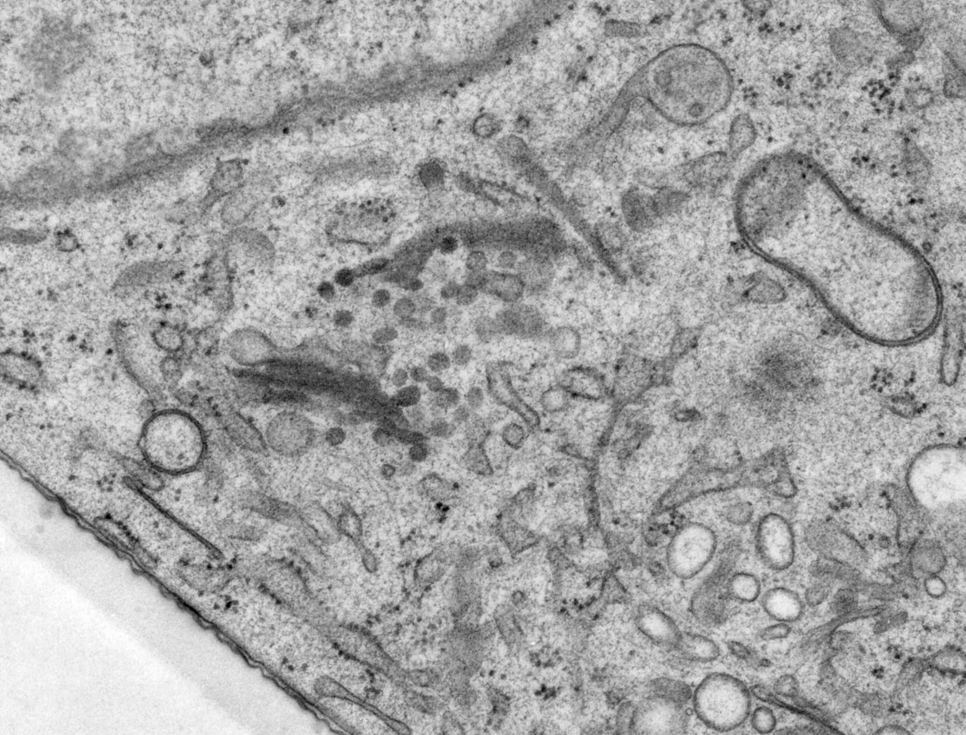 Rattus norvegicus (Golgi cisterna) - CIL:24517