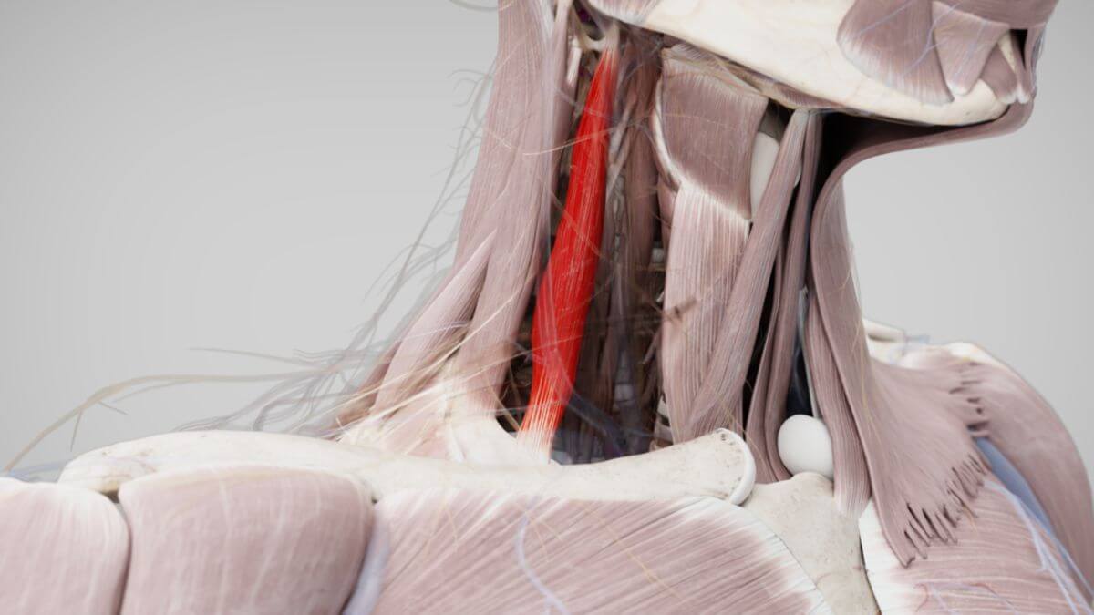 Musculus scalenus anterior