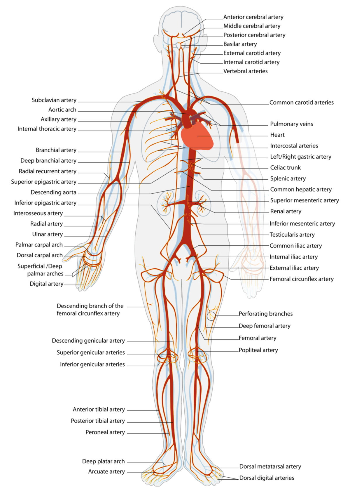 Blutkreislauf: Arterielles System (Illustration)