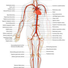 Blood circulation - DocCheck Flexikon