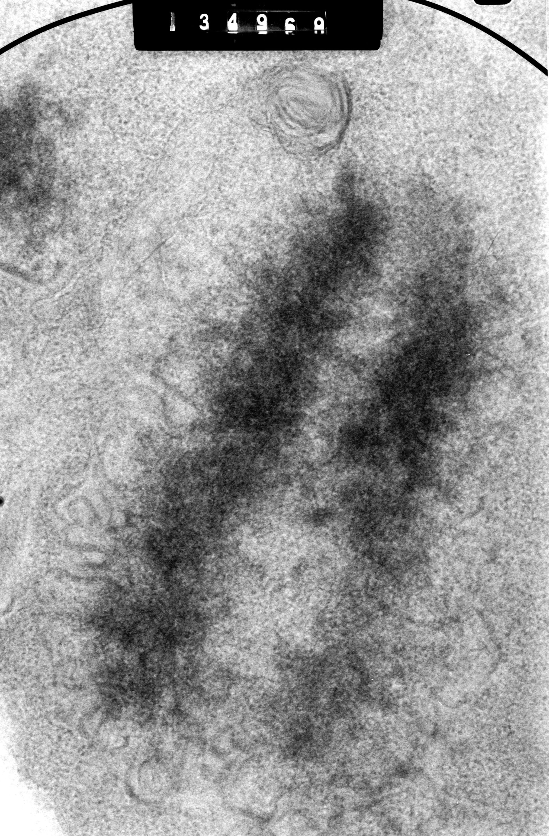 Cricetulus griseus (Nuclear chromosome) - CIL:41724