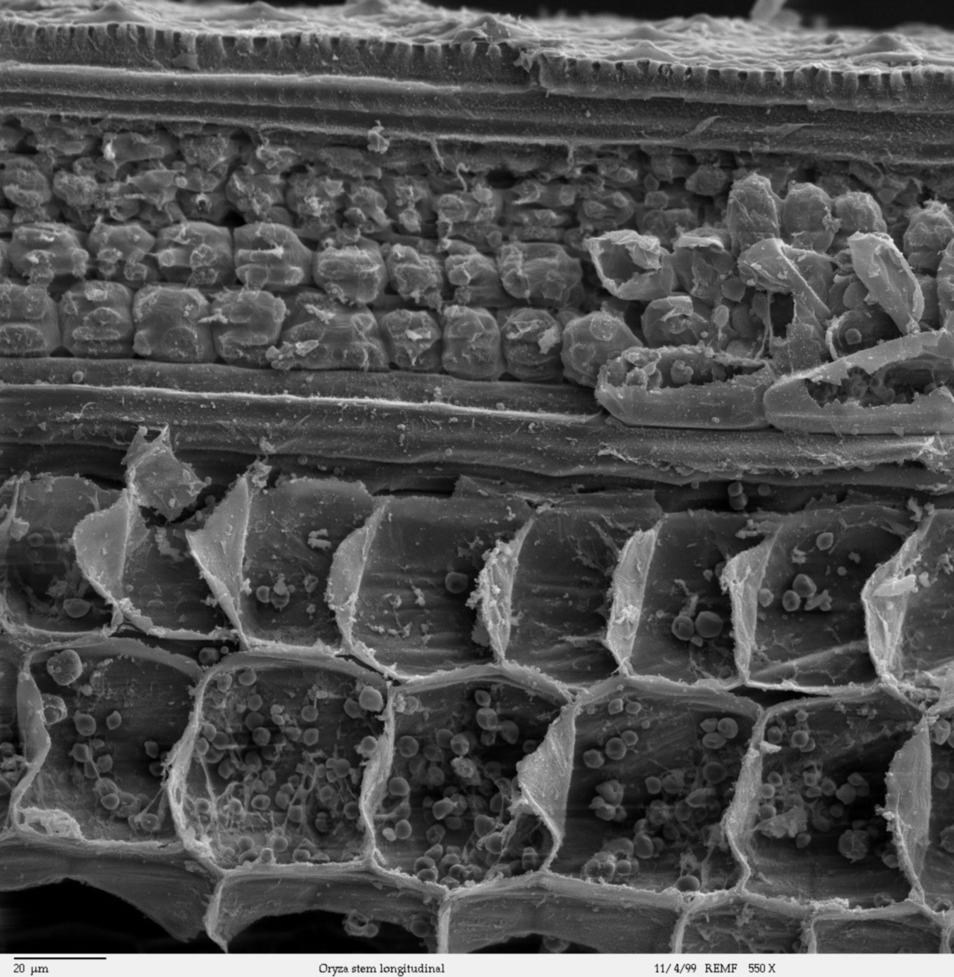 Oryza sativa (Cell wall) - CIL:40385