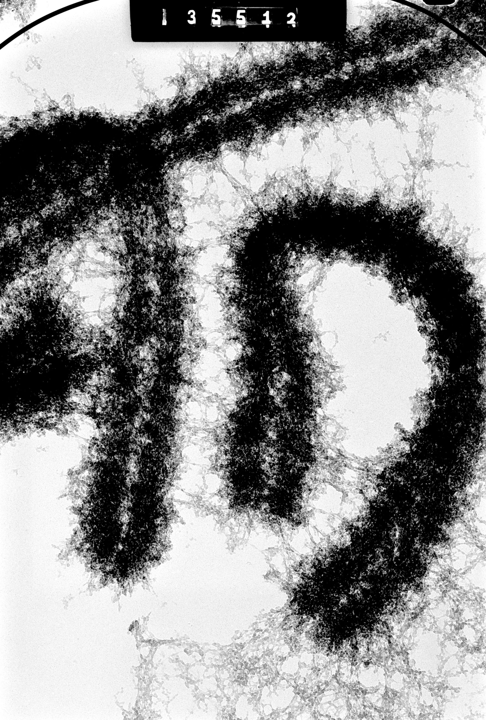 Cricetulus griseus (Nuclear chromosome) - CIL:41704