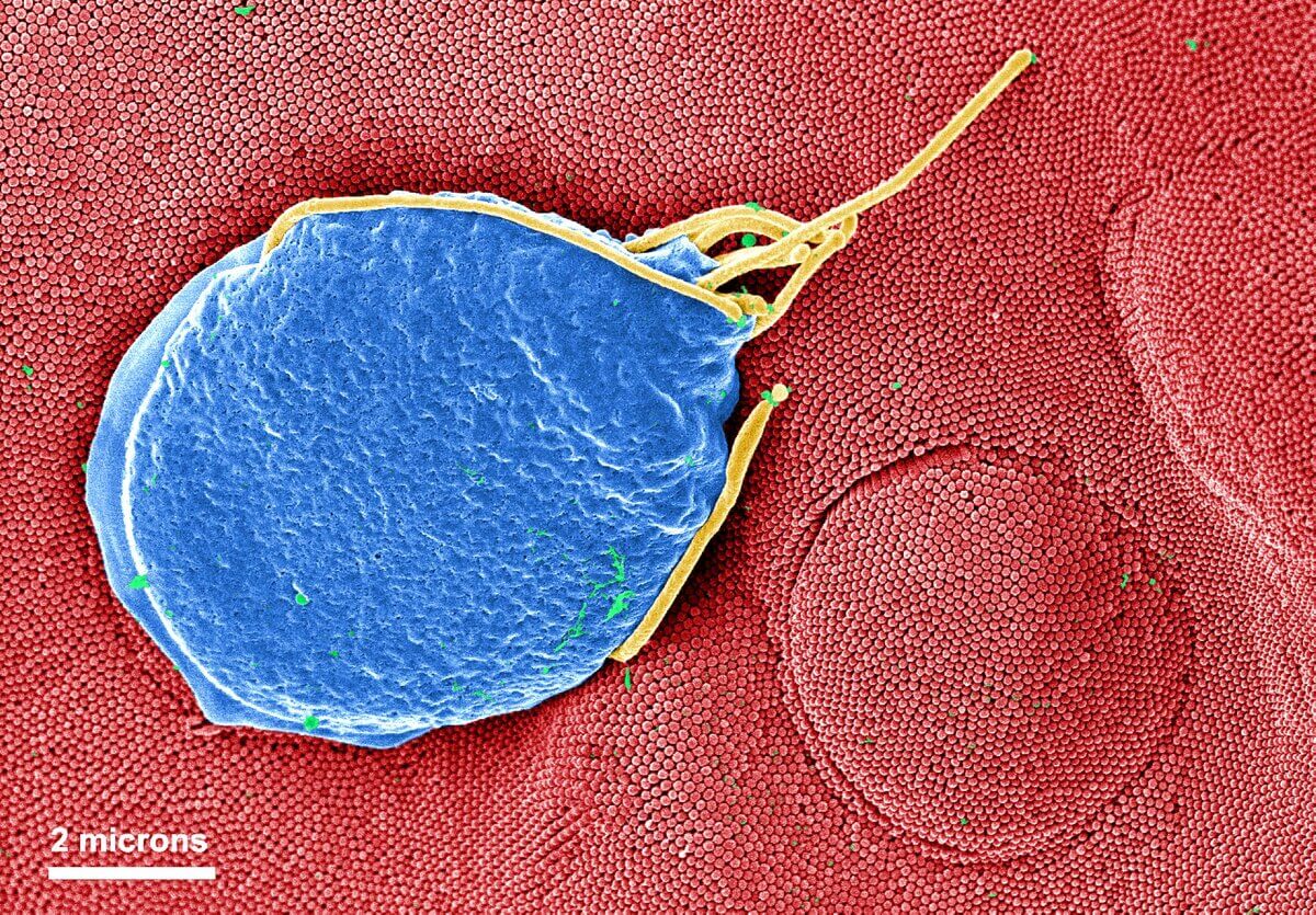 Giardia muris