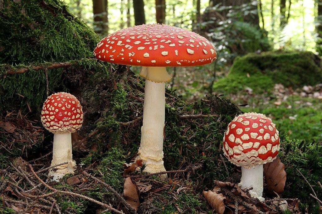 1024px-fliegenpilz_fly_agaric_amanita_muscaria_original.jpg