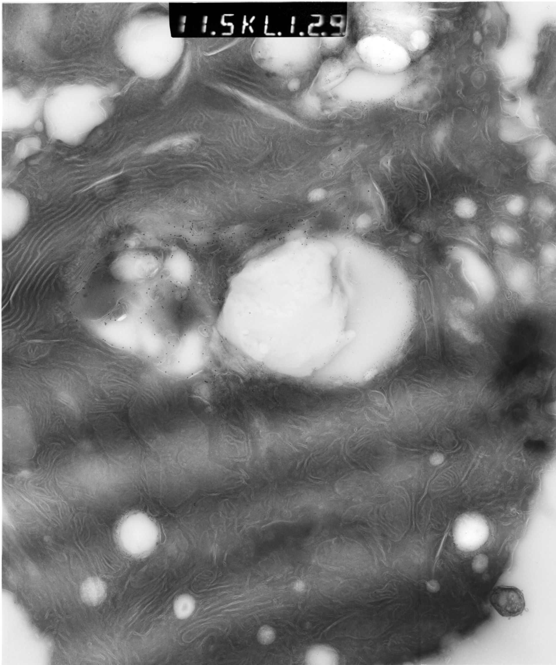 Rattus rattus (Mitochondrion) - CIL:12920