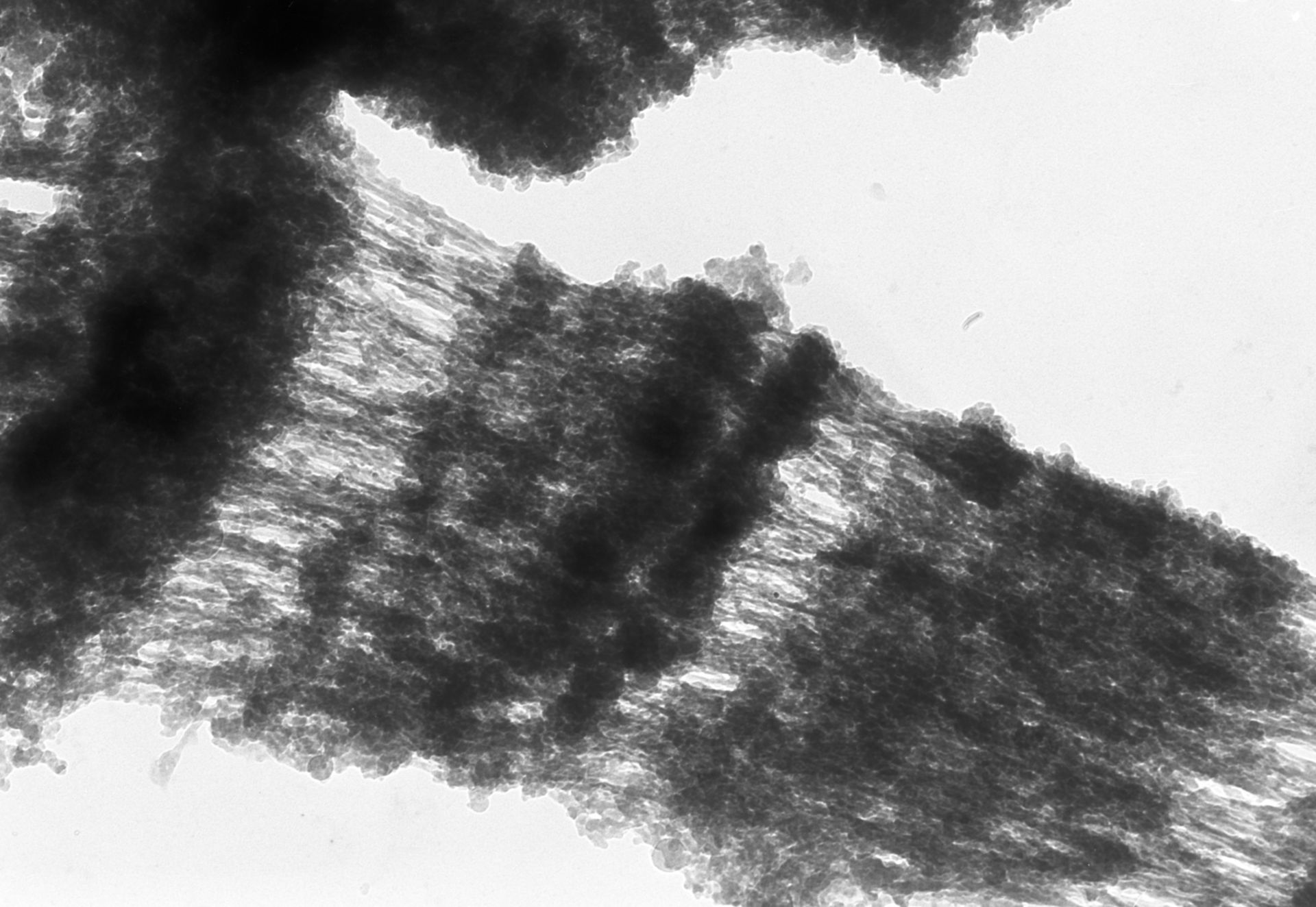 Drosophila melanogaster (Polytene chromosome) - CIL:24973
