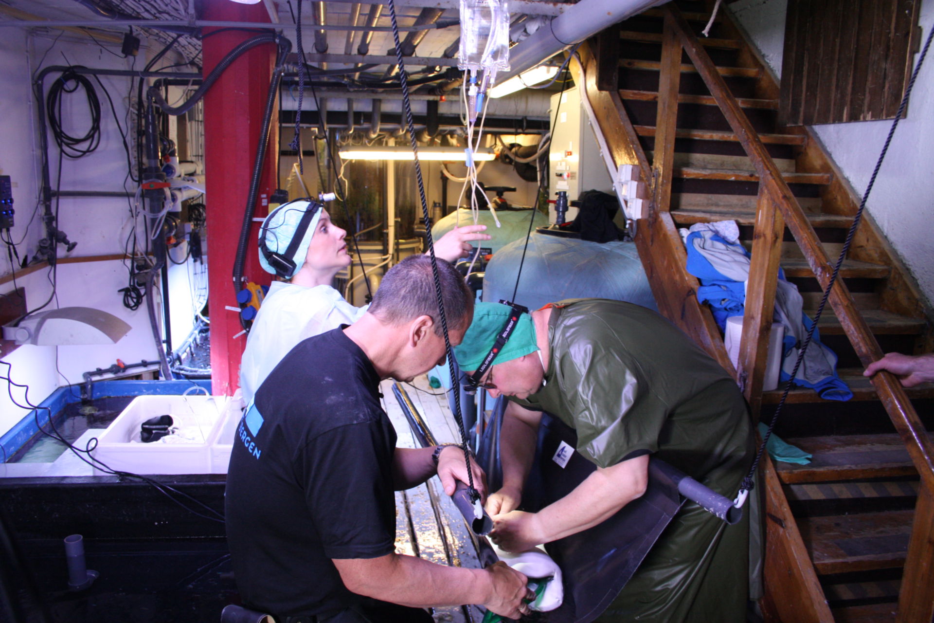 Veterinary medicine: Surgery on a shark, Bergen Akvariet, Norway, June 2012 (6)