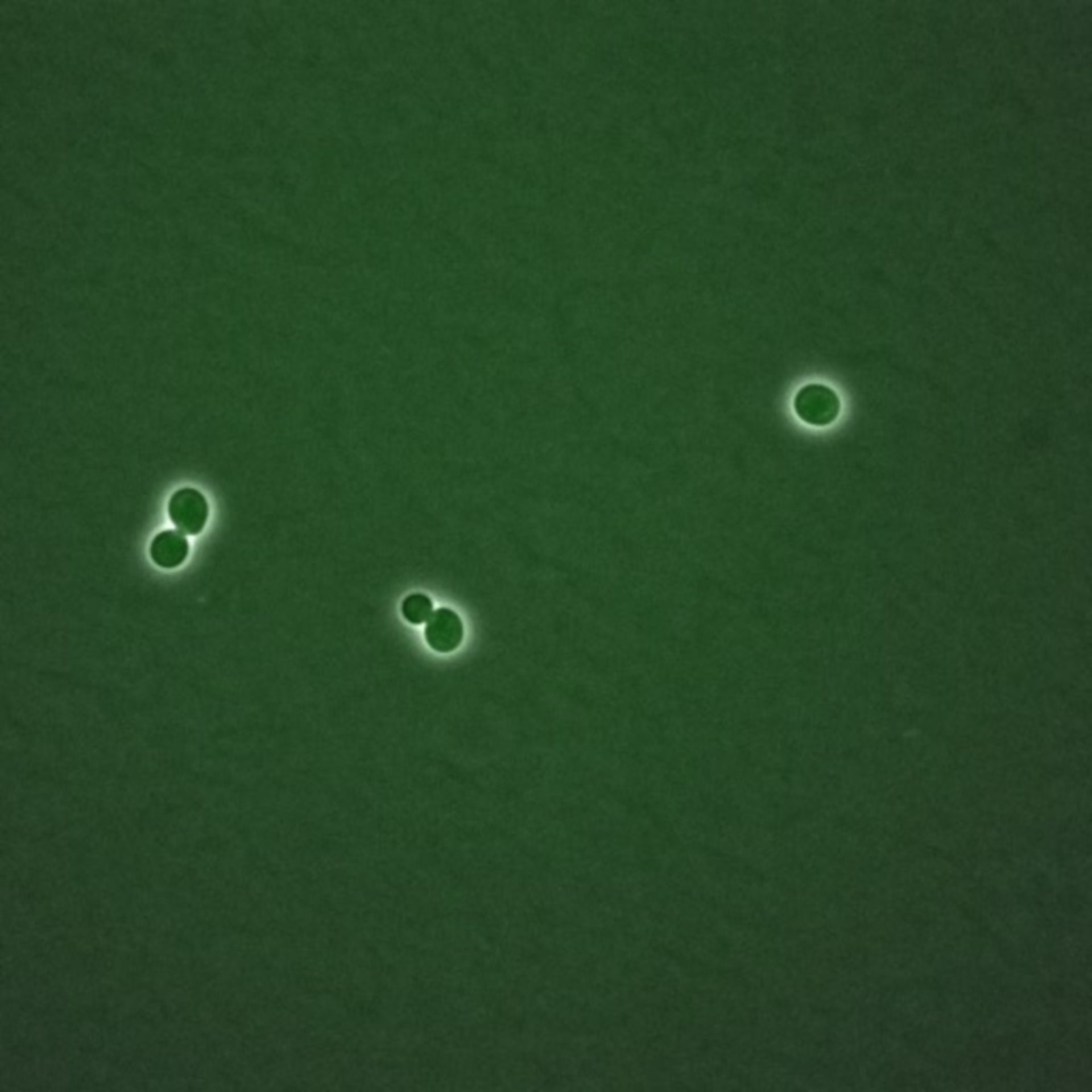 Saccharomyces cerevisiae (BUB2 protein) - CIL:35737