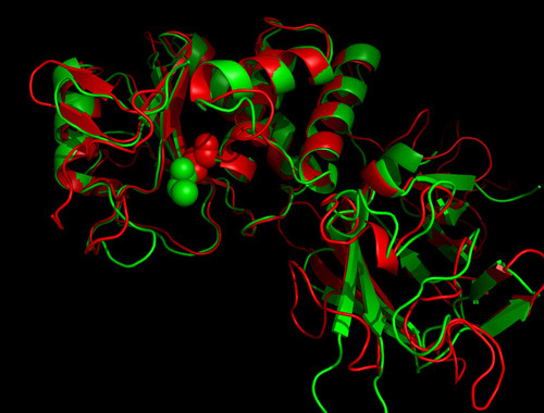Das Modell zeigt die Struktur des PTEN-Proteins (in grün), überlagert von der Struktur der Mutante (rot); die roten Halbkugeln in der Bildmitte stellen die mutierte Aminosäure dar. © Dr. Christian Halaszovich, Philipps-Universität Marburg