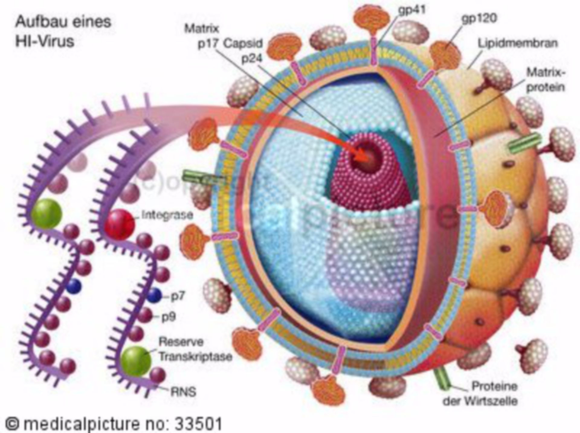 Aufbau des HI-Virus
