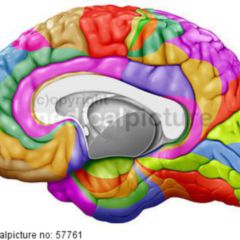 BrodmannAreal DocCheck Flexikon