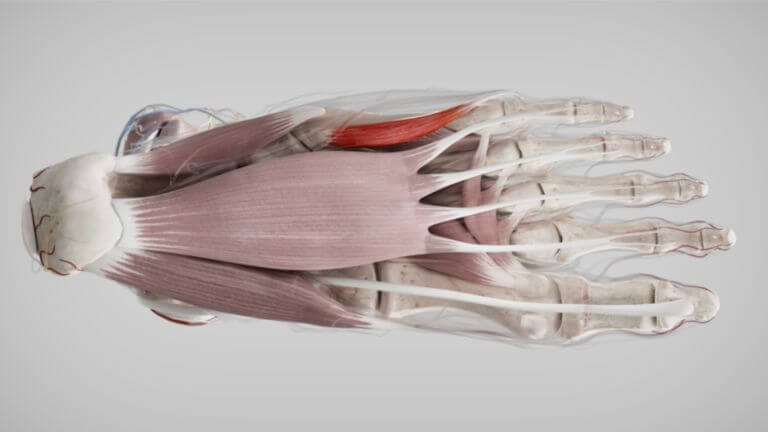 M. Flexor Digiti Minimi Brevis Musculus flexor digiti minimi brevis - DocCheck